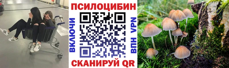 Псилоцибиновые грибы Psilocybe  Можга 